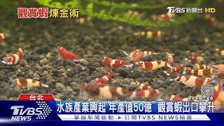 觀賞蝦崛起! 1隻10元到上萬都有 外銷拚高CP值｜十點不一樣20231214@TVBSNEWS01