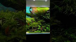 Most beautiful planted aquarium setup #aquarium #feeds