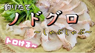 【のどくろ】の１番美味しい食べ方は〈しゃぶしゃぶ〉だと思います！（釣って魚捌き動画#95）