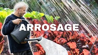 Maîtrisez L’Art De L’Arrosage : Conseils Simples Pour Des Plantes Épanouies