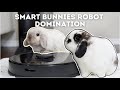 Bunny vs Robot Vacuum | House cleaning 🏠