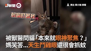 獸醫問貓本來就眼神聚焦？媽笑：天生鬥雞眼還很會抓蚊｜寵物｜虎斑貓