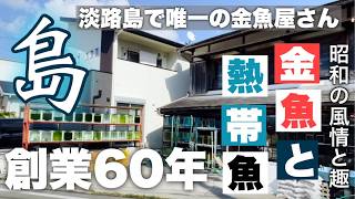 【創業60年の老舗金魚店】良き昭和の風情と趣  | リーズナブルな価格と品質管理がウリ | 淡路島に唯一の金魚店 | メダカや熱帯魚も | 正木屋商店 | @peperia