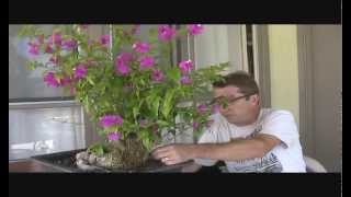 The Aqua Bougainvillea Bonsai Project