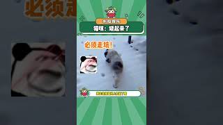 猫咪：前面的猫怎么走的，让我扭成这样！#猫咪 #烧起来了 #万万没想到 #动物的迷惑行为 #娱乐评论大赏#shorts