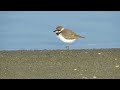 シロチドリ（白千鳥）の捕食　三河臨海緑地　2018年1月15日