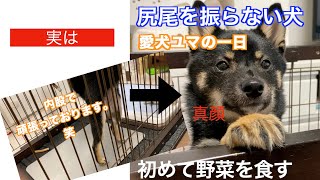 【尻尾を振らない犬】愛犬が真顔で内股で立って見てきます笑