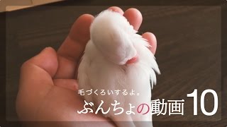 【ぶんちょの動画】#10 毛づくろいするよ。【白文鳥】