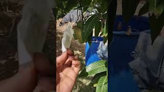 kacha aam | gold ripe Ethylene Ripener #nature #viral #17