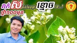 Advantages of Calotropis procera អត្ថប្រយោជន៍របស់ដើមរាក់ ស 1080p