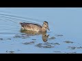 female gadwall feeding in skagit bay with funny commentary birdwatching tour with sga