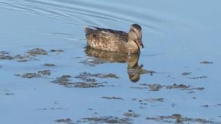 Female Gadwall feeding in Skagit Bay (with funny commentary) - Birdwatching Tour with SGA