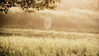 Relaxing Morning In the CountrySide | Wake Up, Relax, Focus, Meditation | Morning Sounds 1H