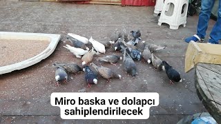 Dolapcı ve miro baska  ihtiyacı olan toplubi kümes kuş iletişim özcan akgül 0532 678 65 81 Güvercin