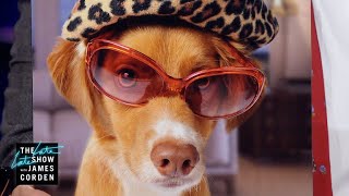Dogs In Sunglasses