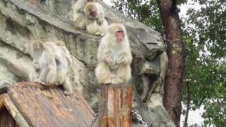 上野動物園のサル山  【Monkey Mountain at Ueno Zoo】