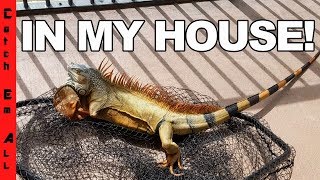 Wild IGUANA IN MY HOUSE ATTACKS!