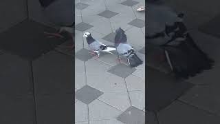 Pigeons highflyer - Pllumat lartfluturues || Srbski visoko letaci SINGING