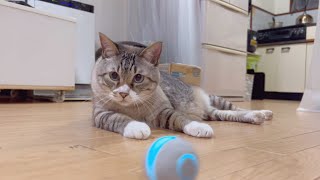 【おもちゃ】Amazonでベストセラーになってたおもちゃを買ったら猫がへとへとになった