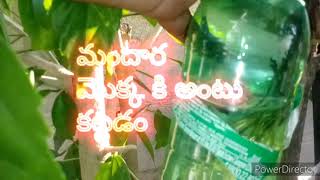 # How to propagate the hibiscus plant#@ మందార మొక్క కి అంటు కట్టడం ఎలా@