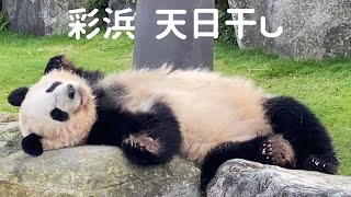 干されたぬいぐるみ？クセ強めの寝相がかわいい 彩浜❤🐼 アドベンチャーワールド giantpanda