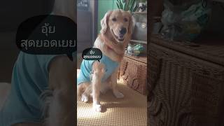 หนูษาช่วยงานแม่ได้แล้ว #หรรษาพาเพลิน #dogshorts #goldenretriever #pets #doglover #โกลเด้นรีทรีฟเวอร์