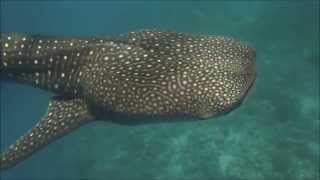 Cetcápa, Whale Shark in Jordan 2014 04 30