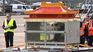 Belgique : arrivée de deux pandas géants prêtés par la Chine