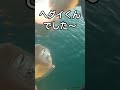 【チヌかかり釣り🎣】これは何のアタリかな？⑥ shorts