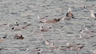 2cy Caspian gull Farmoor 06.03.21