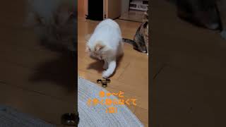 ハンドスピナーに遊ばれる猫　上手く回らなくて困っちゃった‼️#shorts