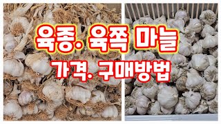 육종마늘 육쪽마늘 가격 구입방법 자연특별시괴산