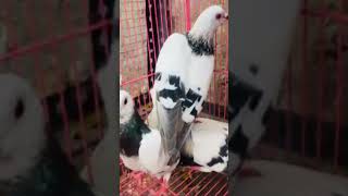 Naye roshan chirag kharide by rozer #ytshorts #trendingvideos #rozersandhu#viralvideos #pigeons#fypシ