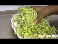 how to grow bean sprout using tissue box with 100% success