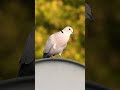 dove call sound birdwatching naturesounds shortsvideo short