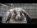 水を飲む、うさぎのしろくま　rabbit drinking the water