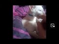 LILACPOINT SIAMESE TEETHING ,8 WEEKS OLD