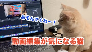 もふもふ猫が邪魔してくるので動画編集が進まない！！