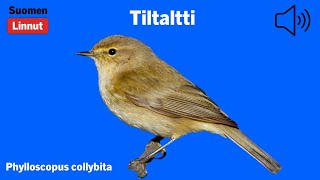 Tiltaltti - Phylloscopus collybita - Common Chiffchaff - gransångare - PHYCOL