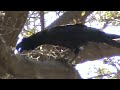 thick billed raven corvus crassirostris