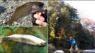 まだ虹鱒釣れますよ！！秋川の川原の石で蒸し焼きでいただきます