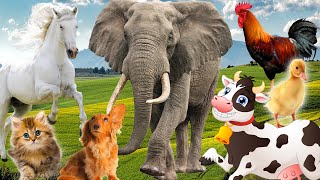 Funny animal sounds: Elephant, cow, chicken, horse, duck, dog, cat - Part 4