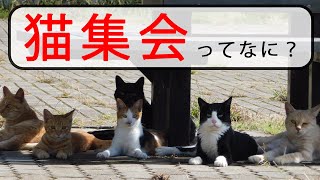 【猫集会】ってなに？ #猫 #雑学 #豆知識 #うんちく #トリビア #猫雑学 #ネコ雑学 #ねこ雑学