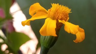 #beautiful #asian #flowers #marigold