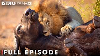 Extraordinary Animals With Greatest Fights | FULL EPISODE | Wildlife Documentary