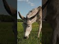 discovering the surprising world of donkeys 5 amazing facts