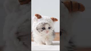 Funny Cat Video 25