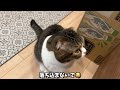 自分の居場所を奪われた猫の行動が可愛すぎた！