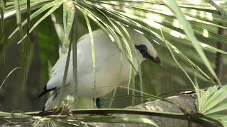 カンムリシロムク (よこはま動物園 ズーラシア) 2020年9月16日