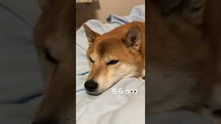 【柴犬】寝息を立てて寝たふりをする柴犬  #柴犬はる